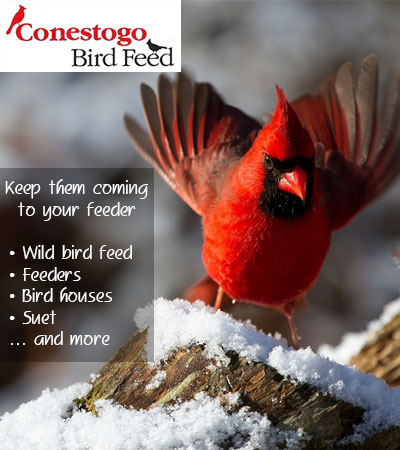 Bird Seed & Bird Feeders