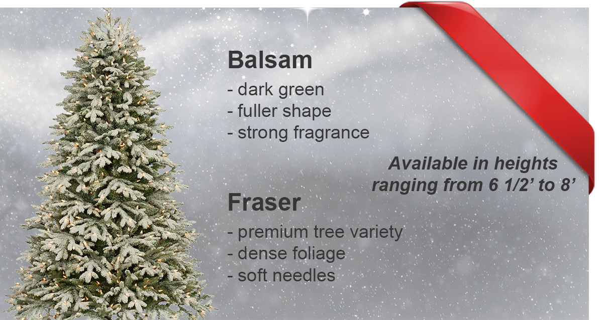 Balsam, Fraser Christmas Trees for Sale, Harrow Ontario