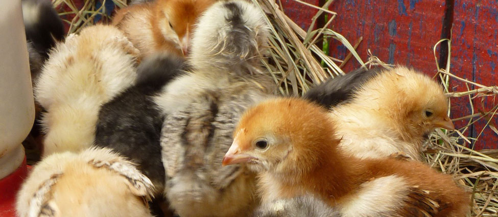 Chick Days - baby chickens, ducks for sale, Harrow, Ontario