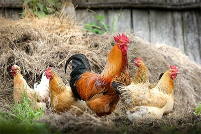 Chicken feed and supplies