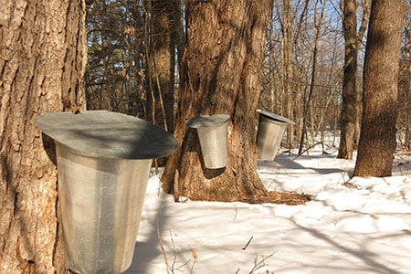 5th Annual Maple Syrup Festival, Harrow Ontario